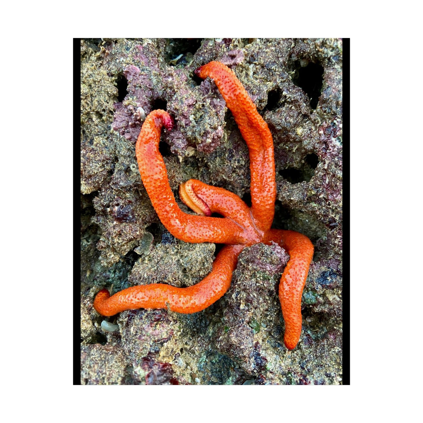 Vibrant Sea Star Unframed Poster | Ocean Wall Art for Nature Lovers