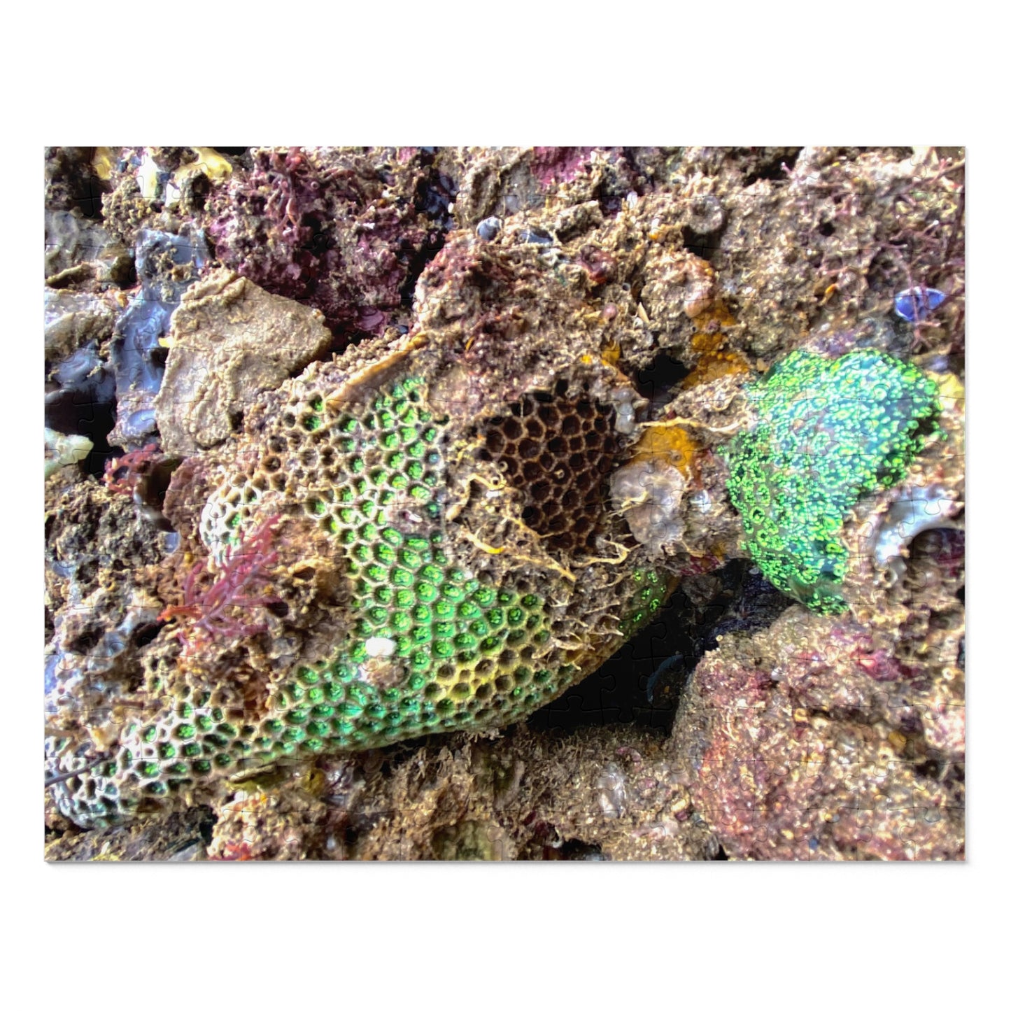 Reef range- Jigsaw Puzzle (30, 110, 252, 500,1000-Piece)