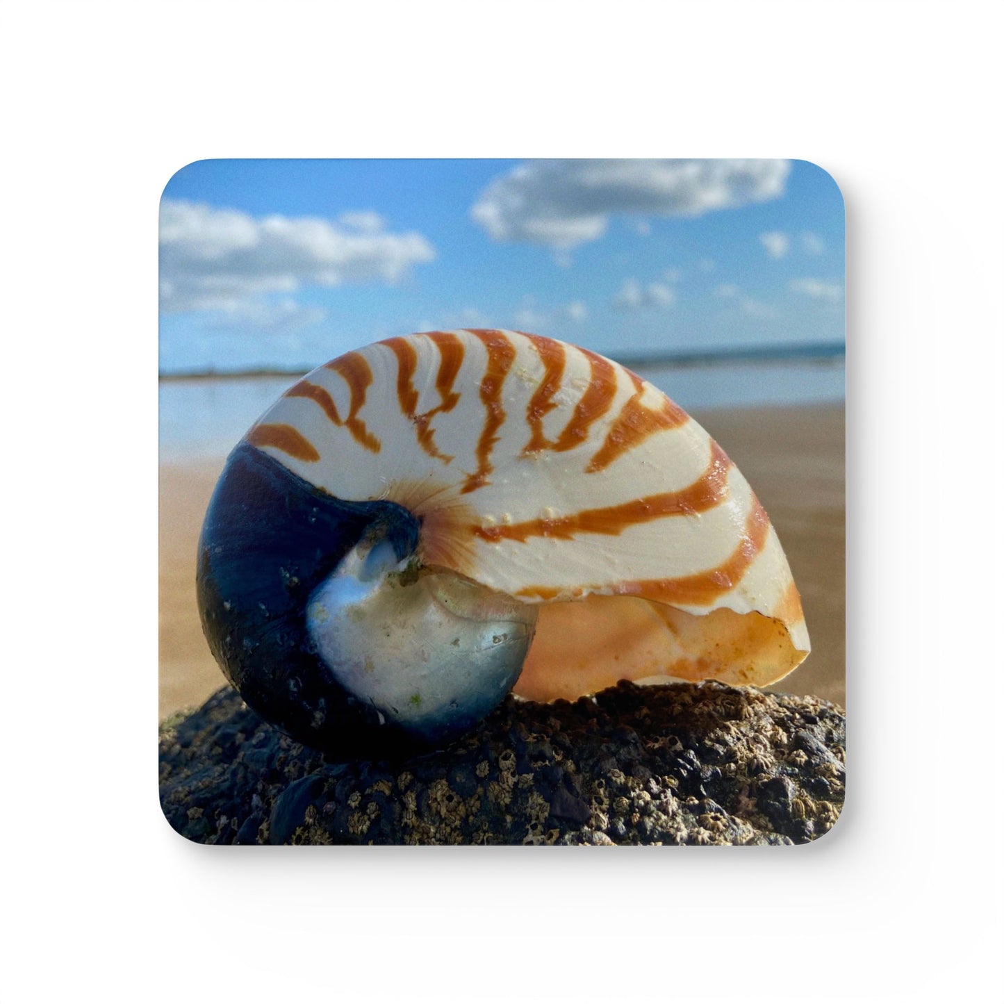 Coastal Shell Cork Coaster Set - Nautical Home Decor