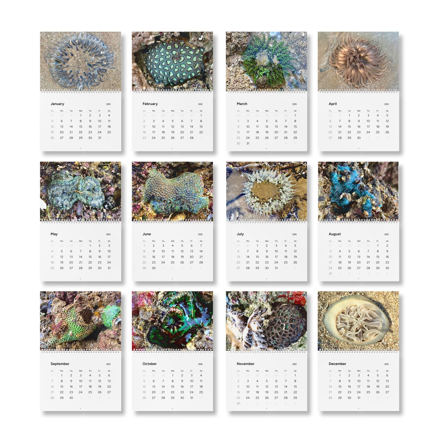 Reef range- Standard Wall Calendar (2025)