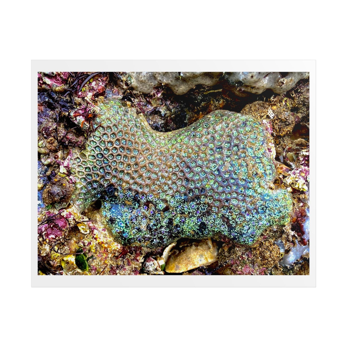Coral Reef Wall Art – Unframed Coastal Poster Design for Nature Lovers