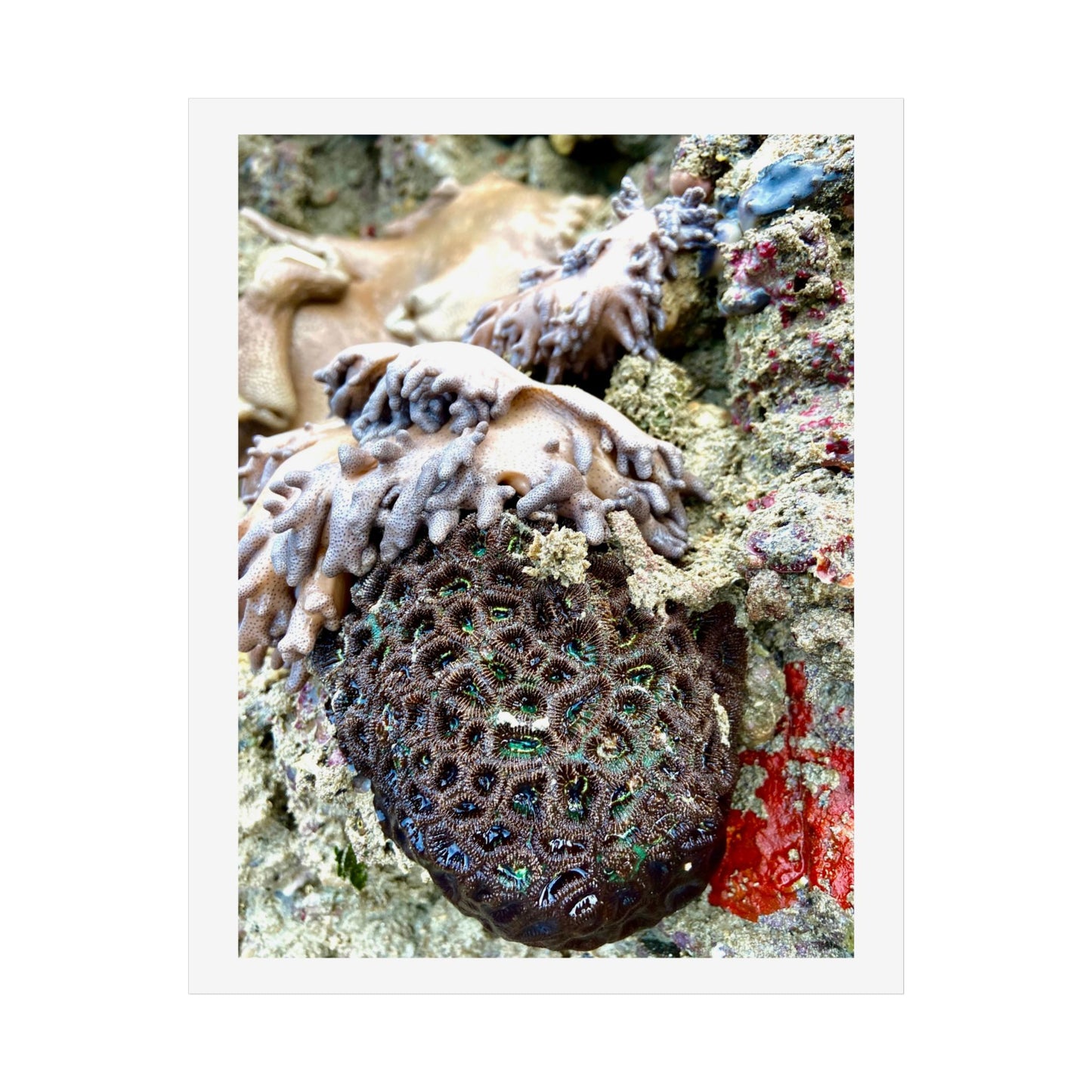Ocean-Inspired Unframed Poster - Nature Wall Art for Coastal Decor