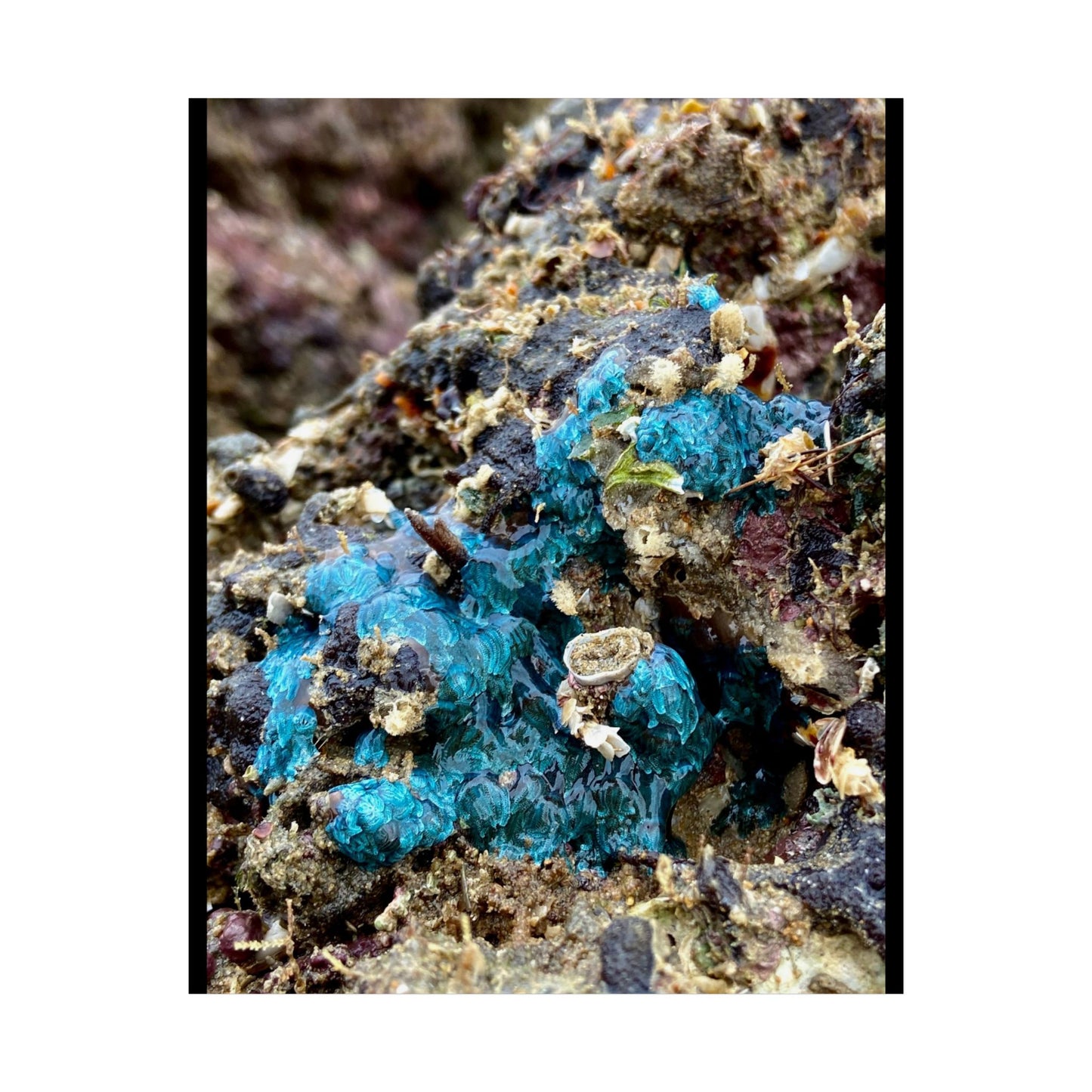 Ocean-Inspired Unframed Poster - Abstract Natural Artwork for Home Decor