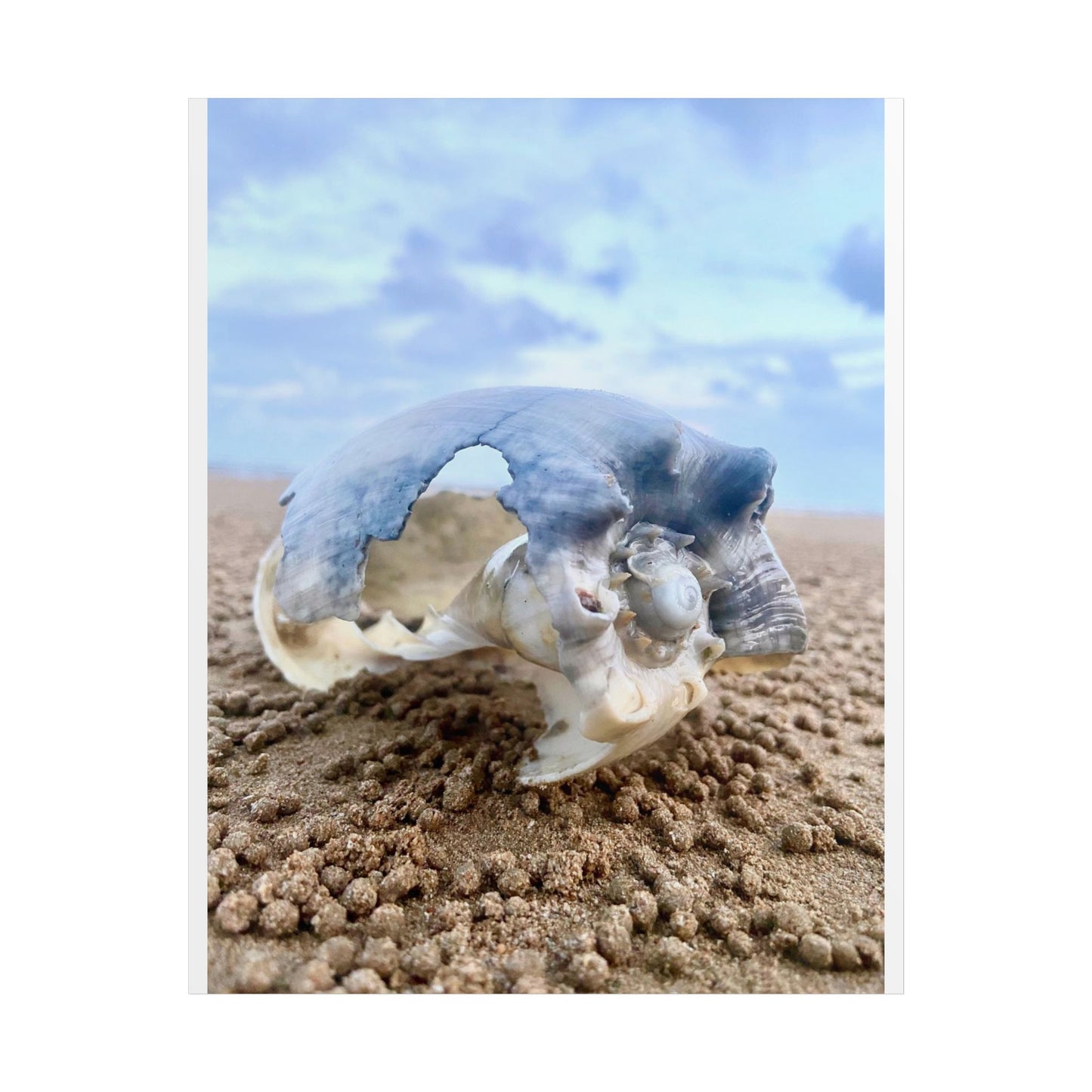 Coastal Marine Life Unframed Poster - Seashell Photography for Beach Lovers and Home Decor