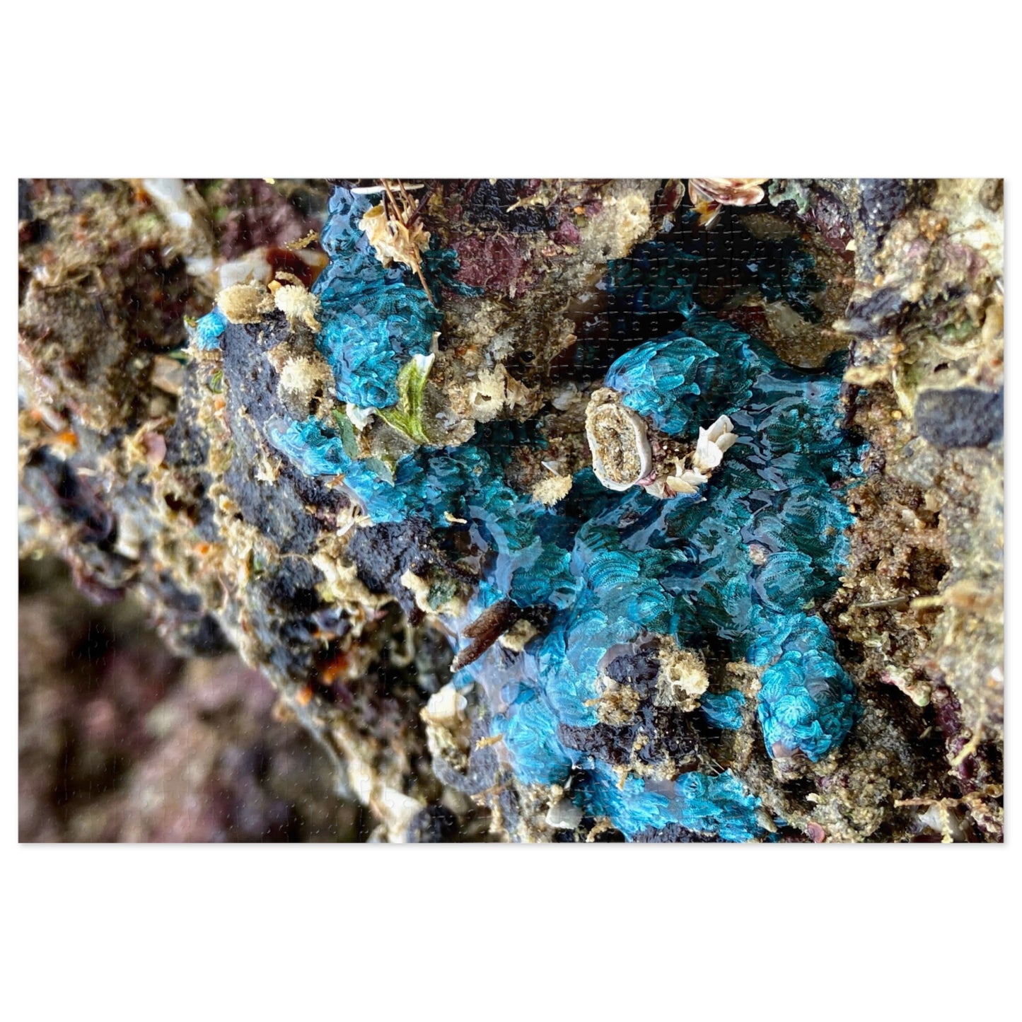 Reef range- Jigsaw Puzzle (30, 110, 252, 500,1000-Piece)