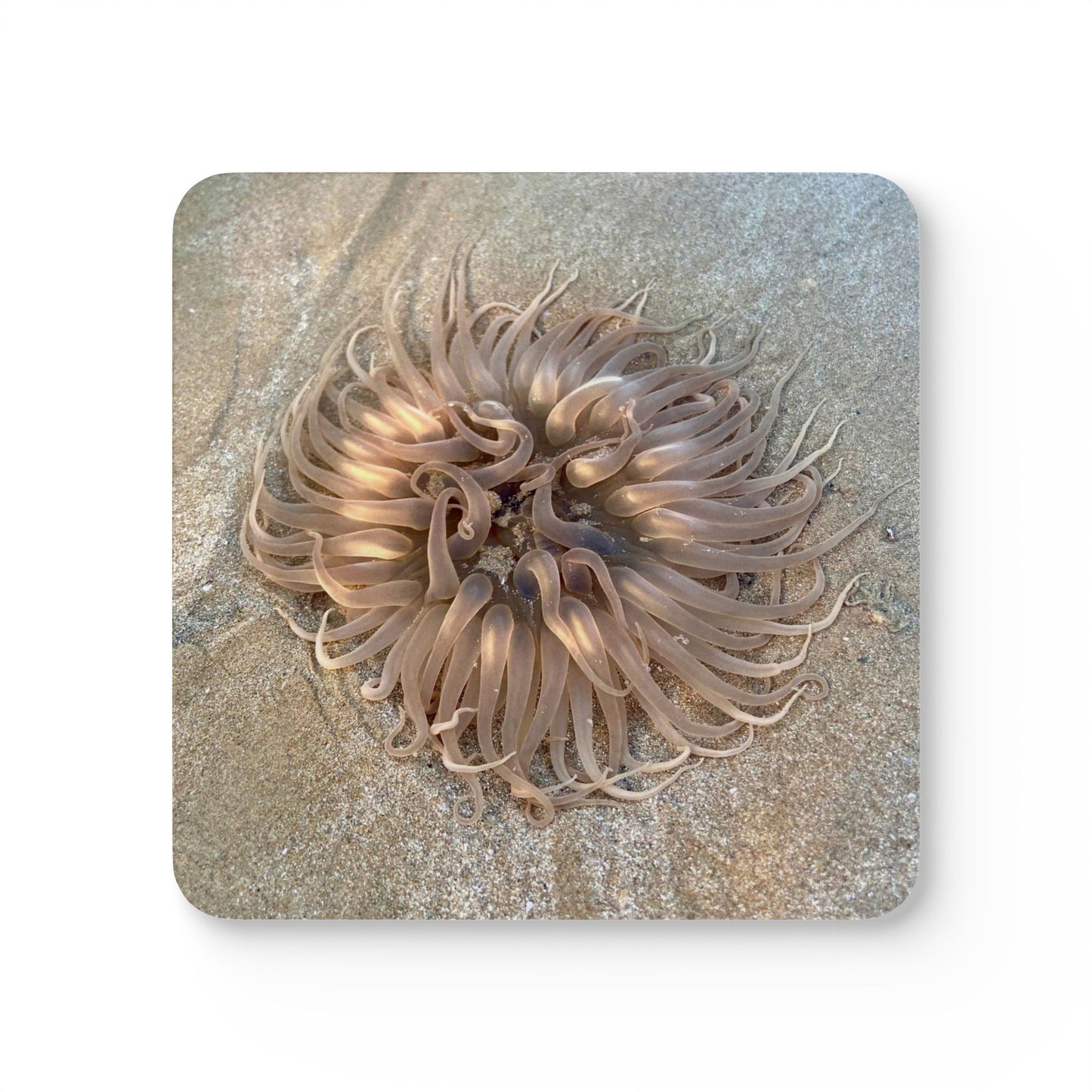 Ocean-Themed Corkwood Coaster Set - Nautical Home Décor for Beach Lovers