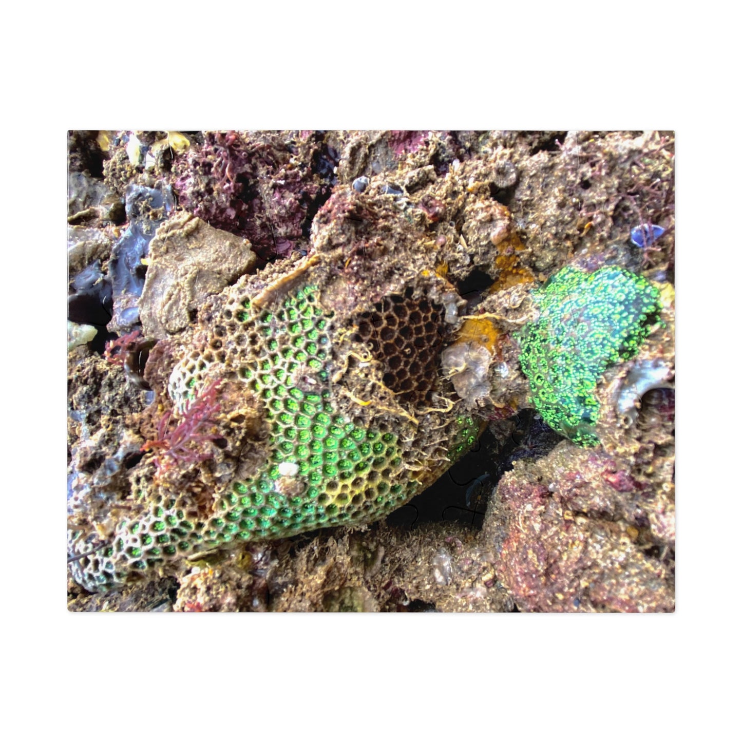 Reef range- Jigsaw Puzzle (30, 110, 252, 500,1000-Piece)