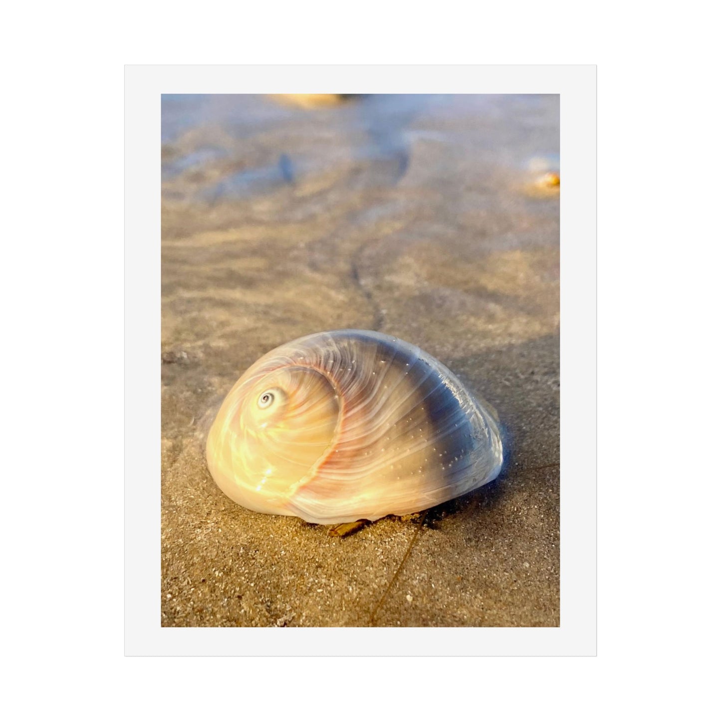 Coastal Serenity Unframed Poster – Shell Art Print for Beach Lovers
