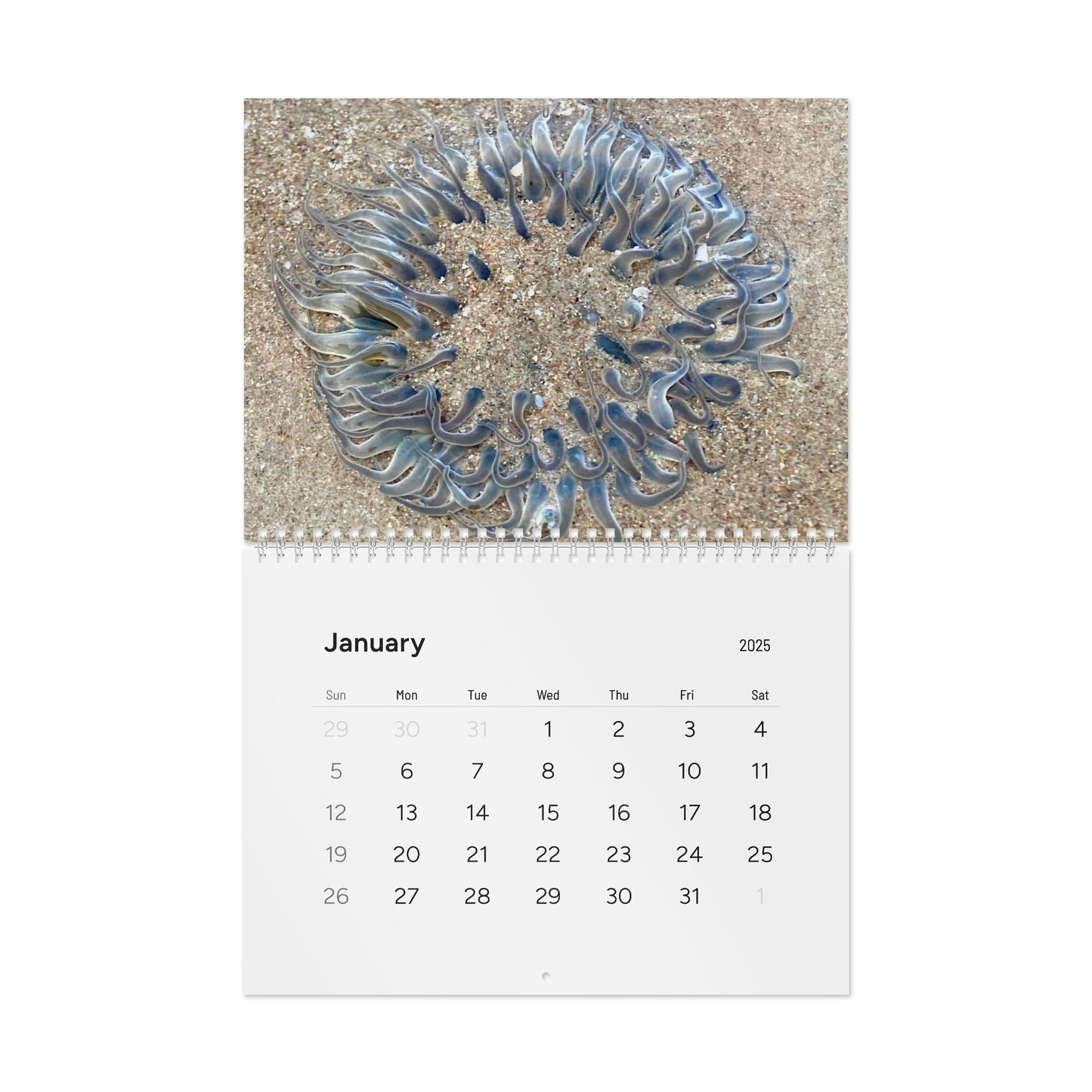 Reef range- Standard Wall Calendar (2025)