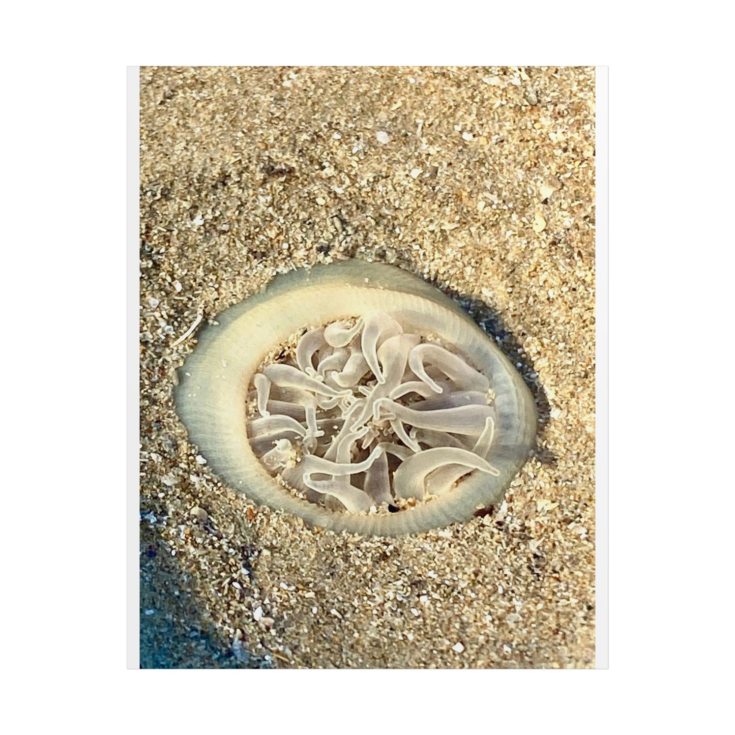 Serene Jellyfish Unframed Poster - Beach Decor for Ocean Lovers