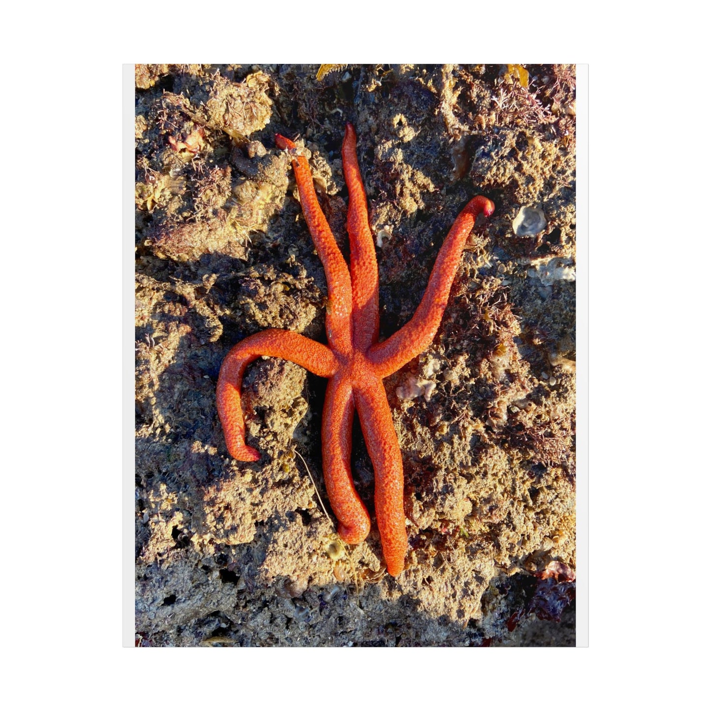 Vibrant Starfish Unframed Poster - Ocean Decor for Beach Lovers