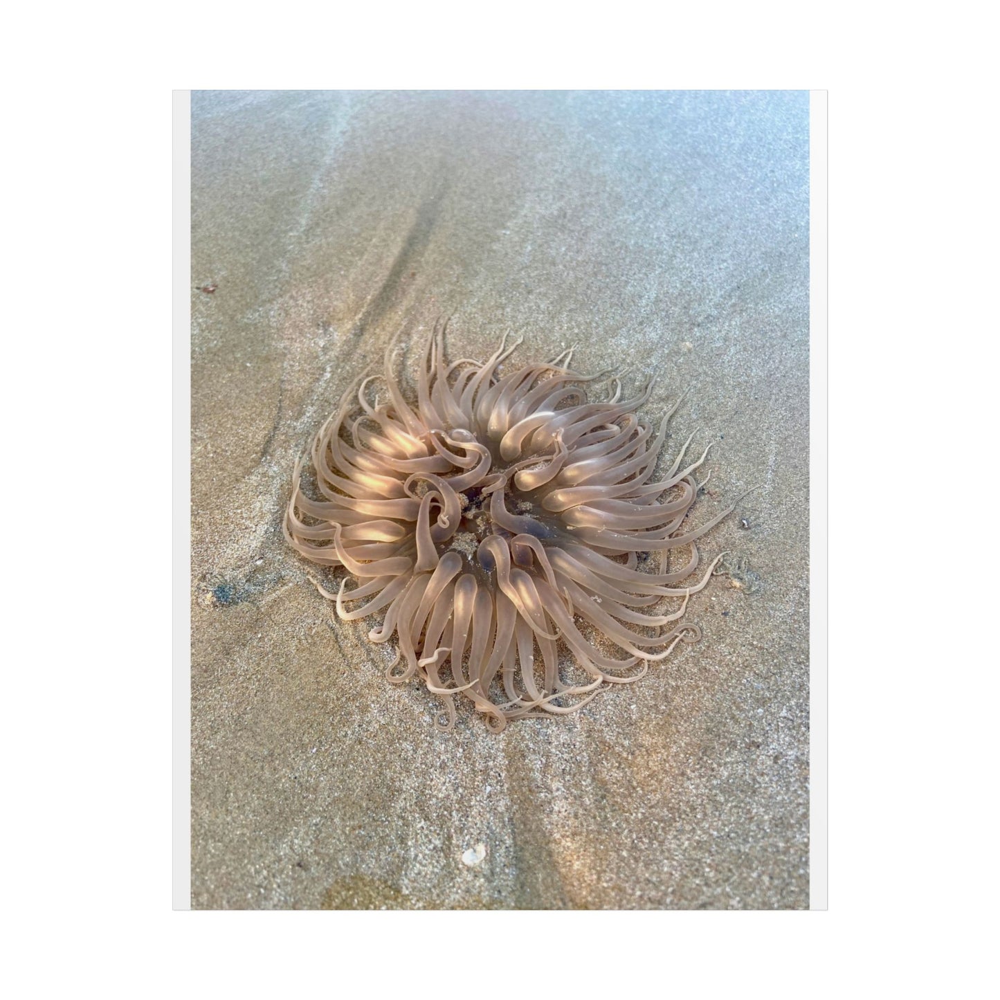 Coastal Sea Creature Unframed Poster - Serene Ocean Decor