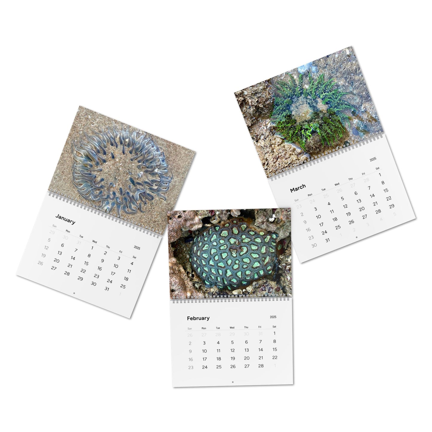 Reef range- Standard Wall Calendar (2025)