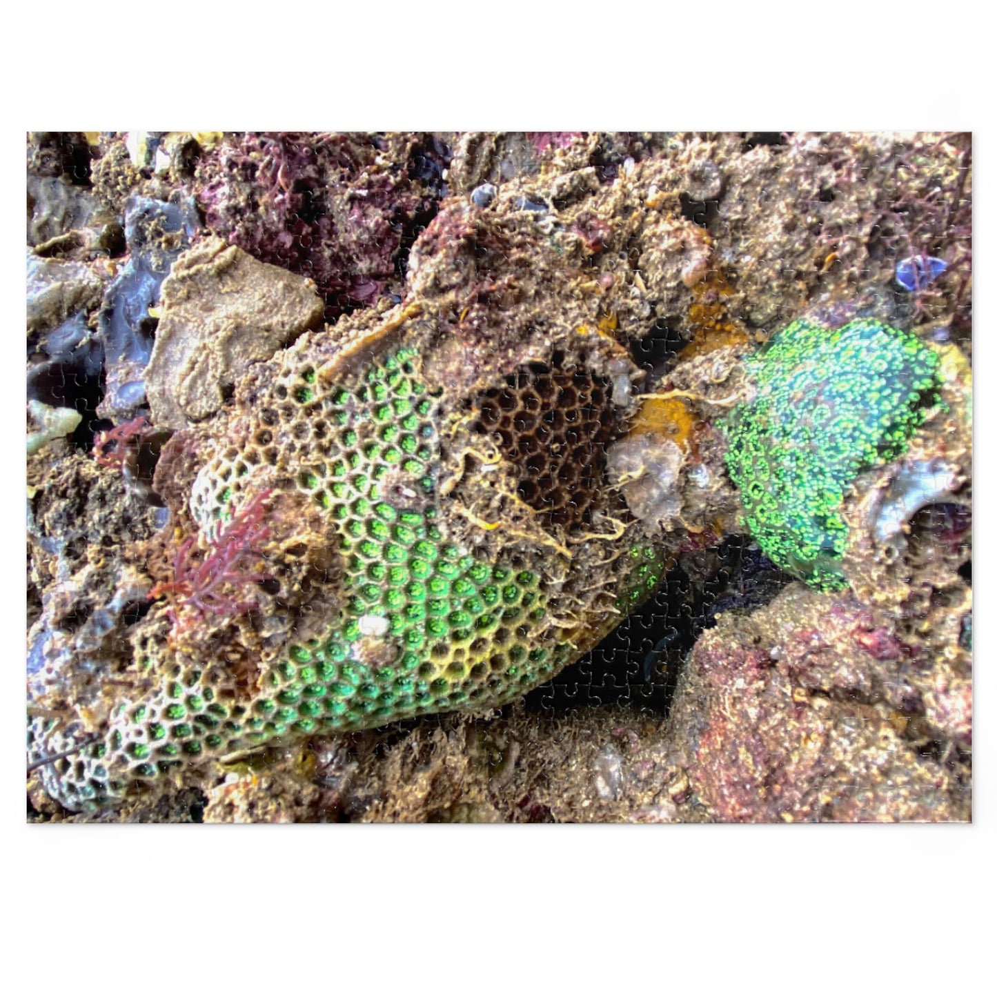 Reef range- Jigsaw Puzzle (30, 110, 252, 500,1000-Piece)