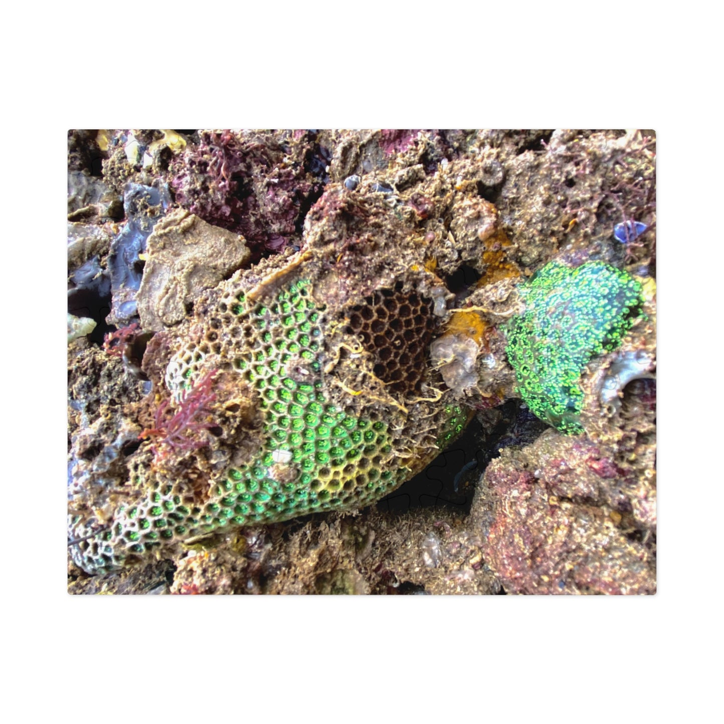 Reef range- Jigsaw Puzzle (30, 110, 252, 500,1000-Piece)