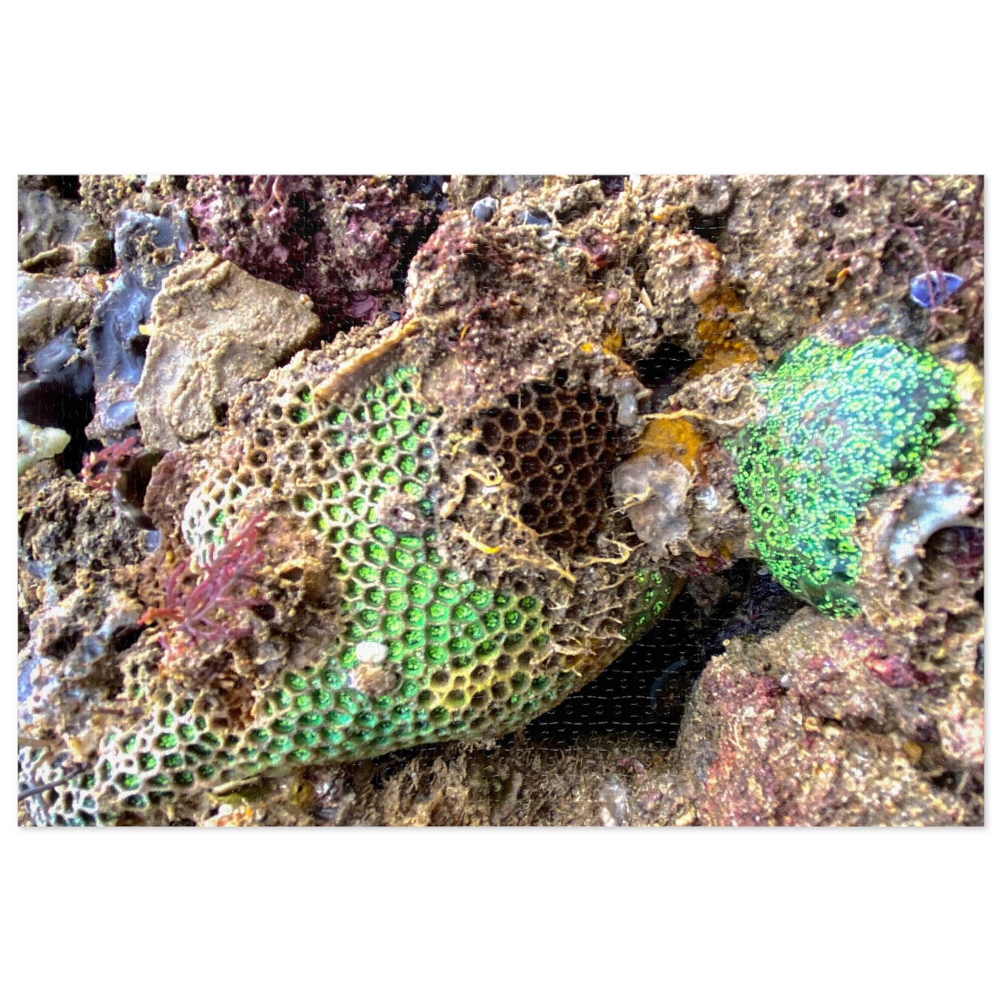 Reef range- Jigsaw Puzzle (30, 110, 252, 500,1000-Piece)