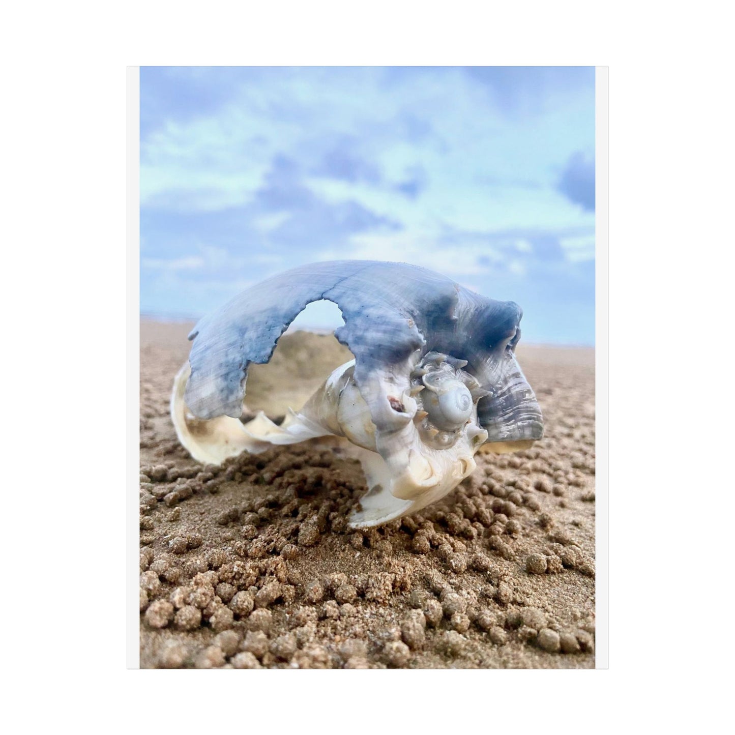 Coastal Marine Life Unframed Poster - Seashell Photography for Beach Lovers and Home Decor