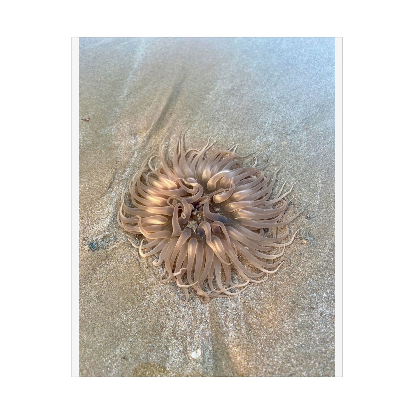 Coastal Sea Creature Unframed Poster - Serene Ocean Decor