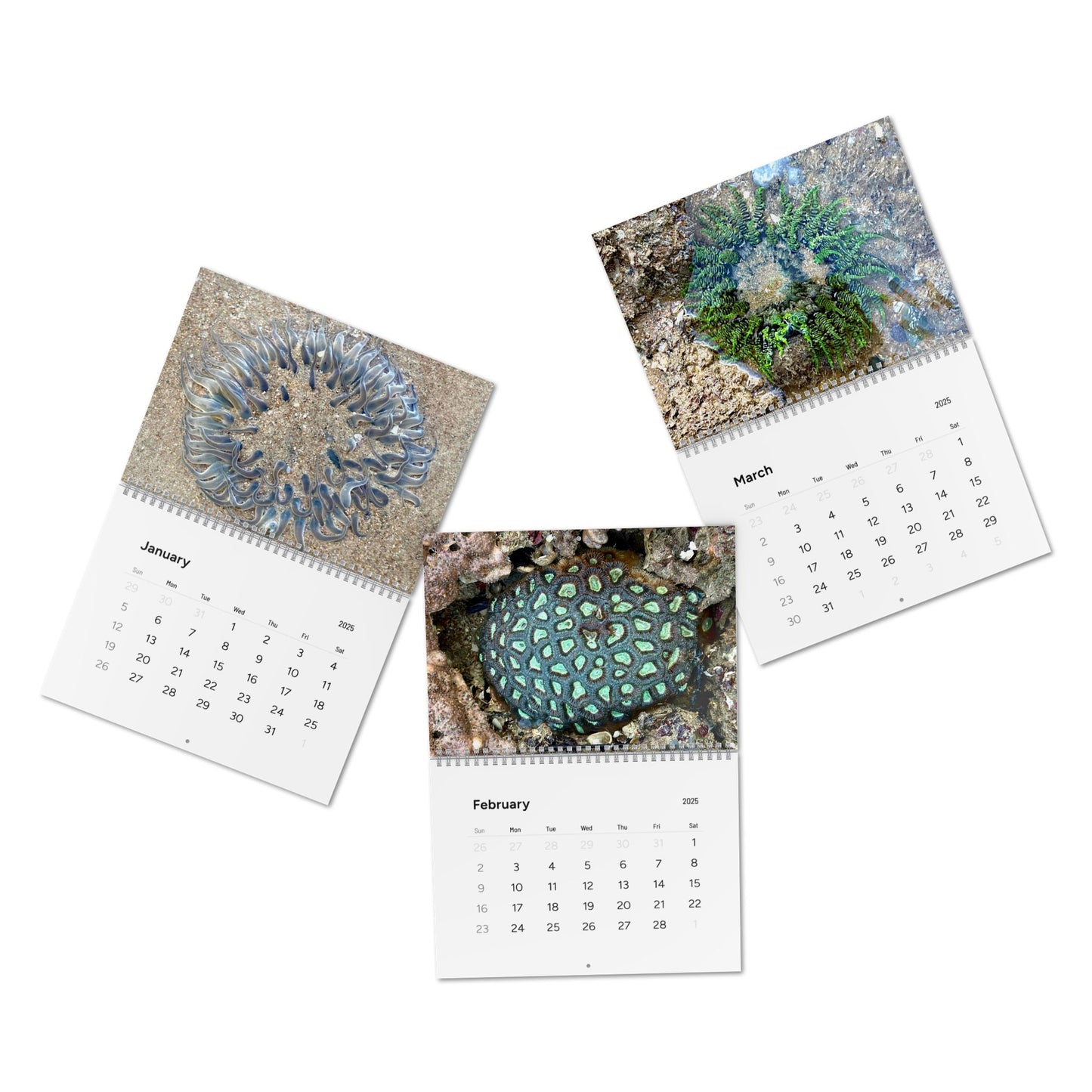 Reef range- Standard Wall Calendar (2025)