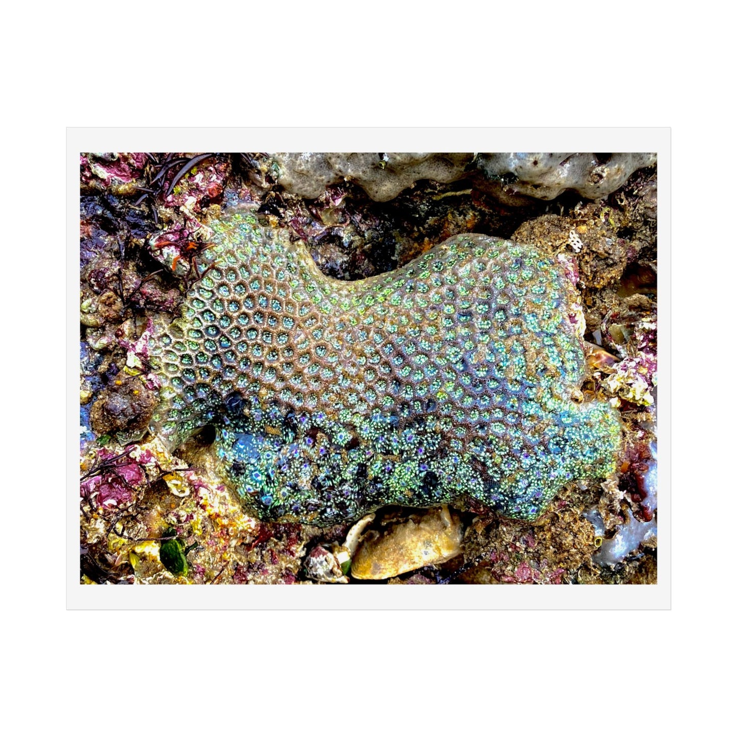 Coral Reef Wall Art – Unframed Coastal Poster Design for Nature Lovers