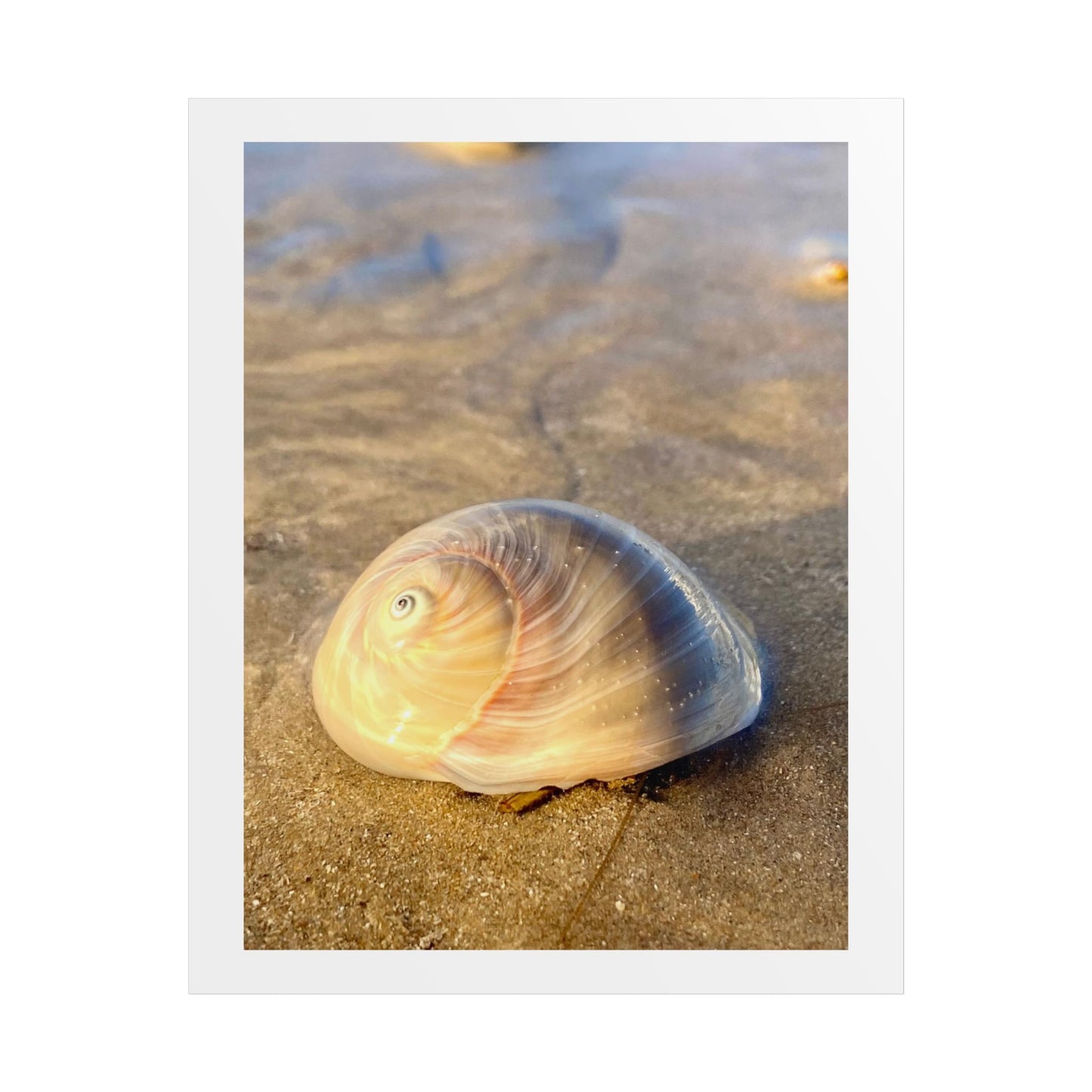 Coastal Serenity Unframed Poster – Shell Art Print for Beach Lovers