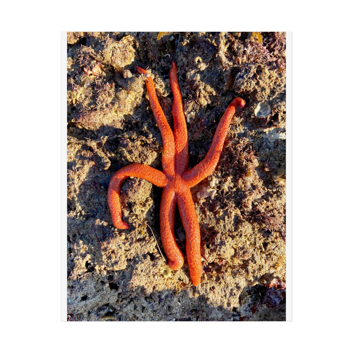 Vibrant Starfish Unframed Poster - Ocean Decor for Beach Lovers