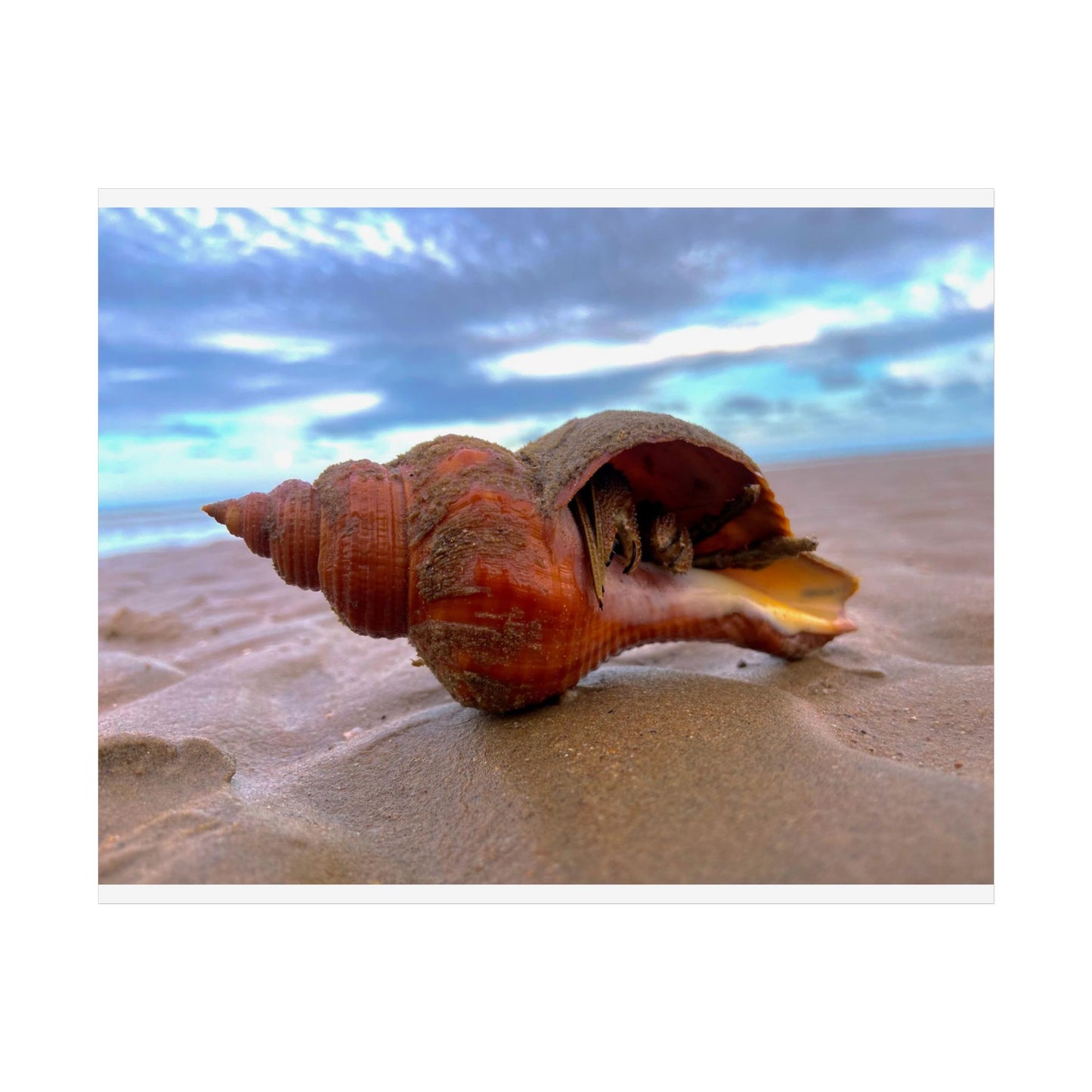 Coastal Shell Unframed Poster - Beach Decor for Ocean Lovers