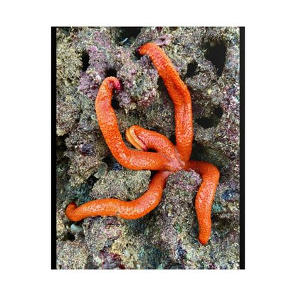 Vibrant Sea Star Unframed Poster | Ocean Wall Art for Nature Lovers