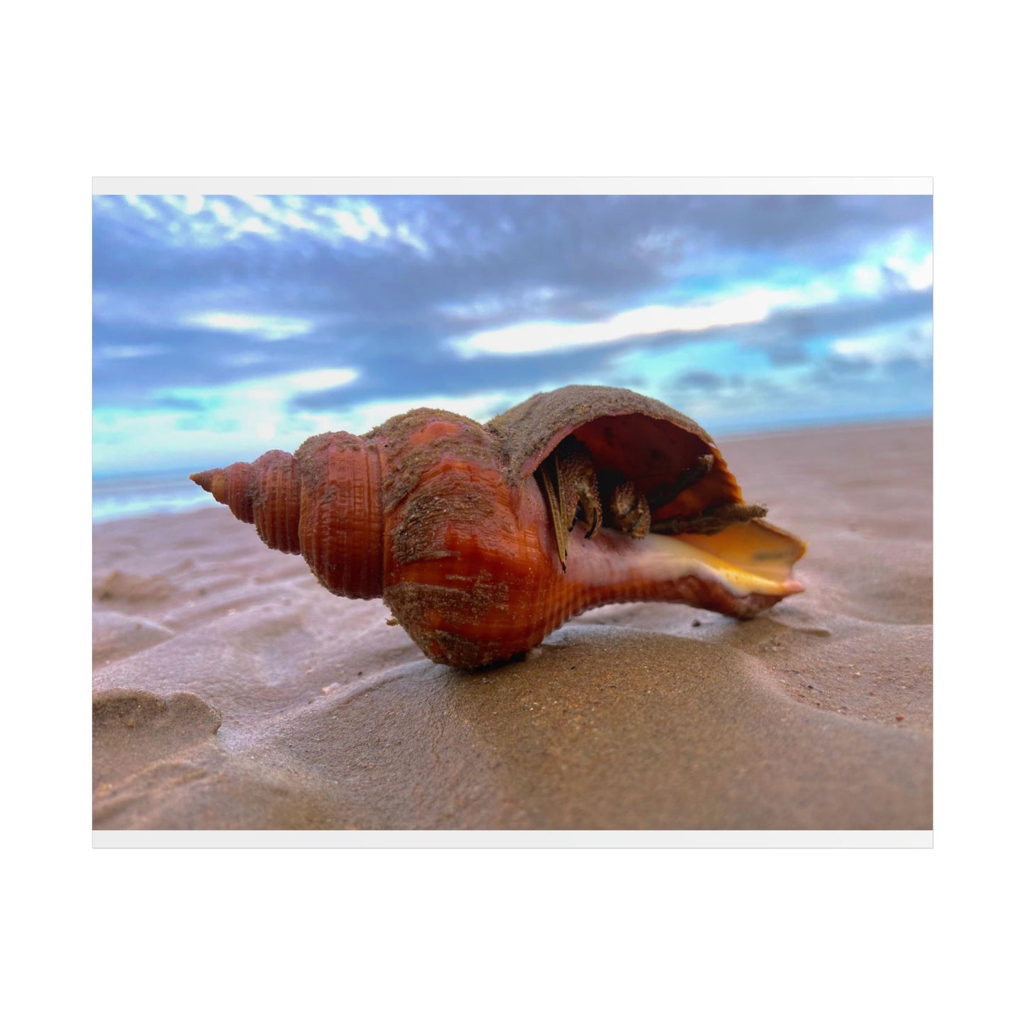 Coastal Shell Unframed Poster - Beach Decor for Ocean Lovers
