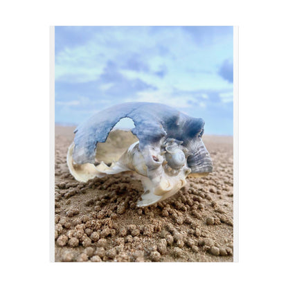 Coastal Marine Life Unframed Poster - Seashell Photography for Beach Lovers and Home Decor