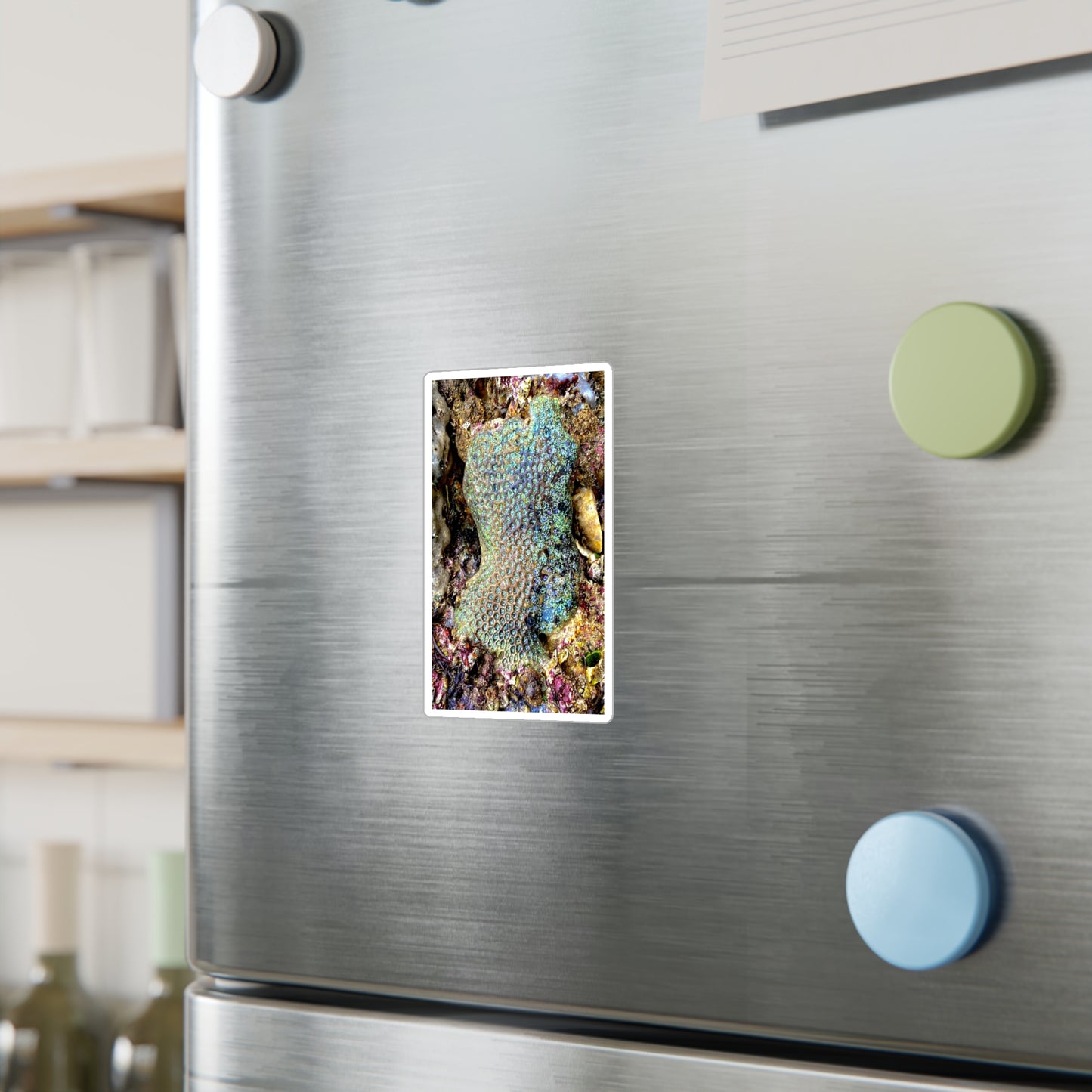Reef range Kiss-Cut Vinyl Decals