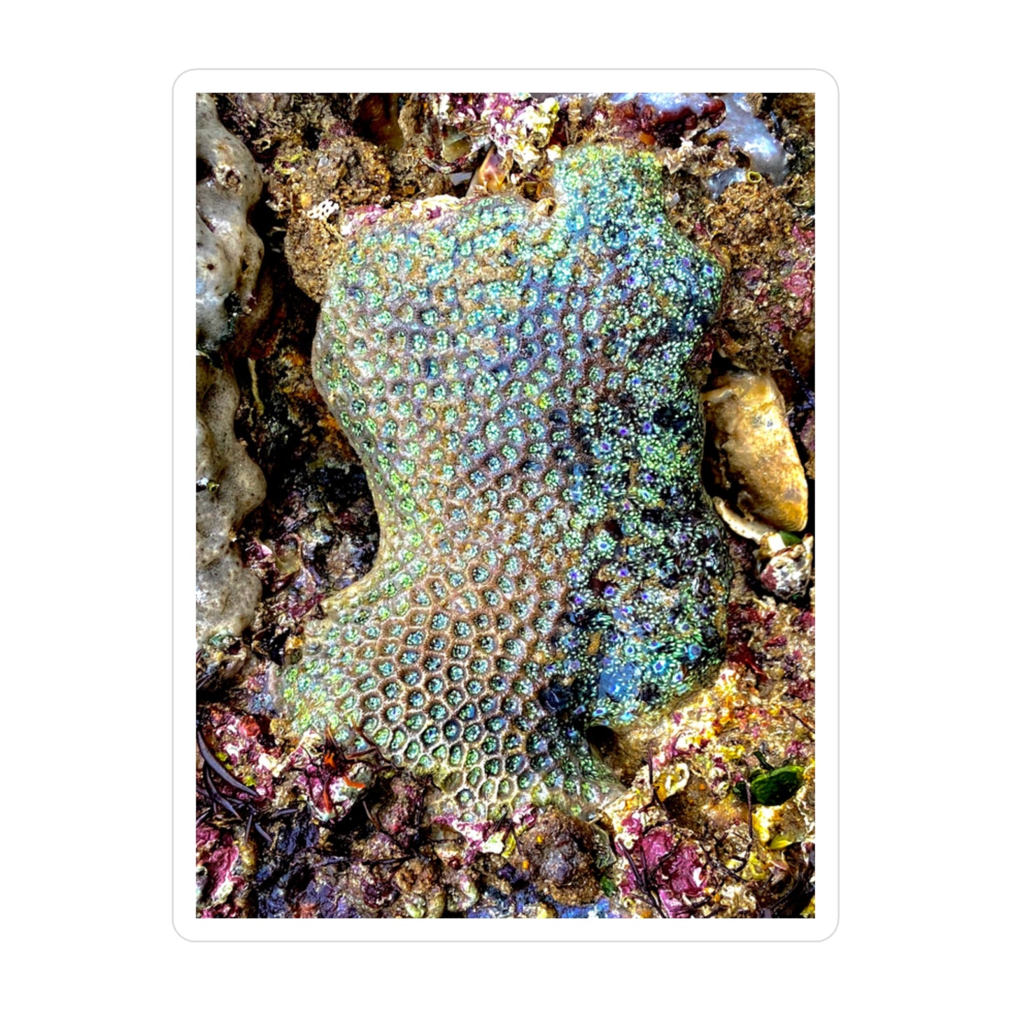 Reef range Kiss-Cut Vinyl Decals