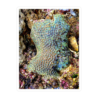 Reef range Kiss-Cut Vinyl Decals