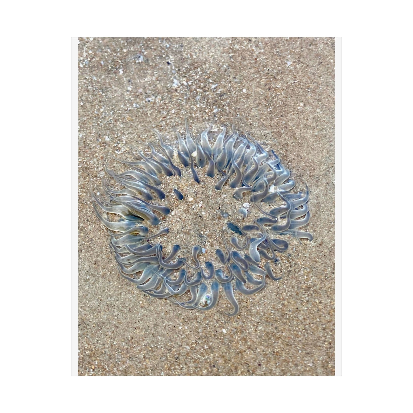 Nature-Inspired Unframed Poster - Ocean Jellyfish Artwork for Home Décor