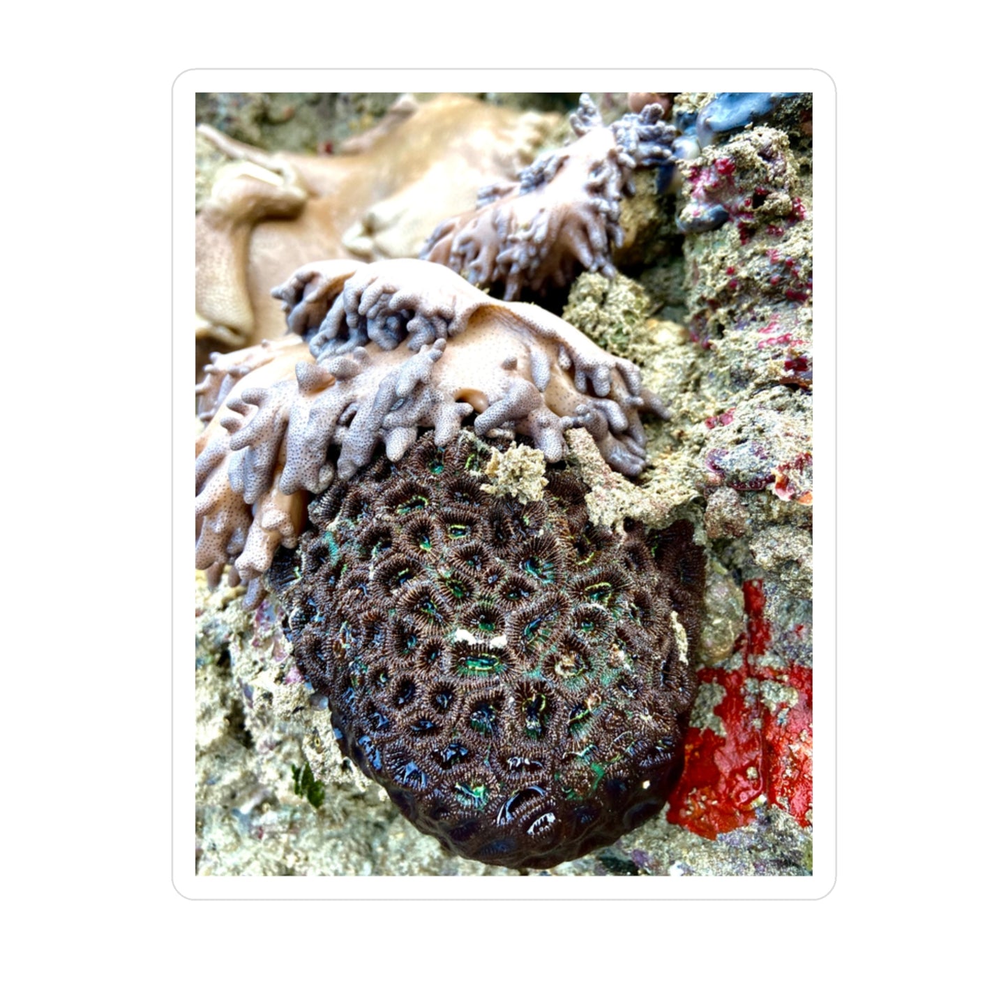 Reef range Kiss-Cut Vinyl Decals