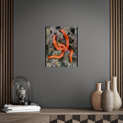 Vibrant Sea Star Unframed Poster | Ocean Wall Art for Nature Lovers