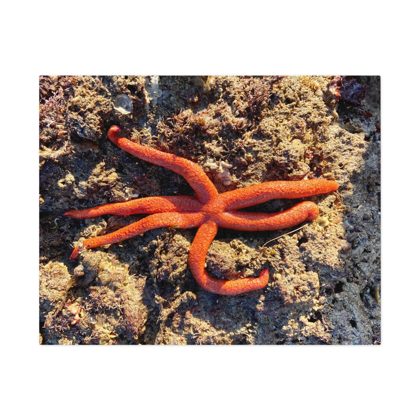 Reef- Jigsaw Puzzle (30, 110, 252, 500,1000-Piece)