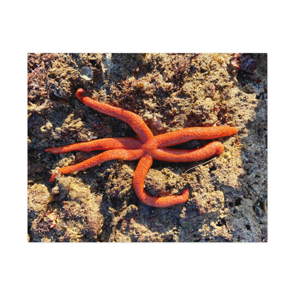 Reef- Jigsaw Puzzle (30, 110, 252, 500,1000-Piece)