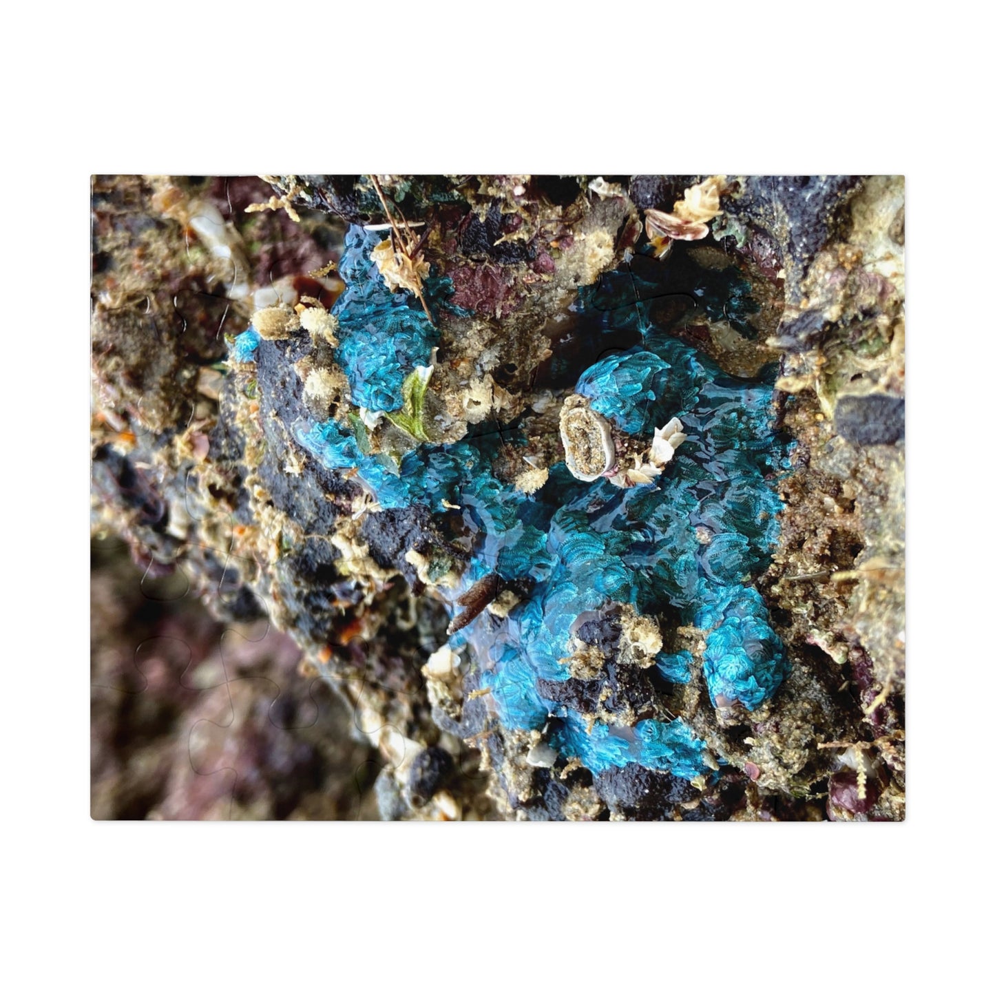 Reef range- Jigsaw Puzzle (30, 110, 252, 500,1000-Piece)