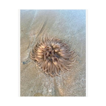 Coastal Sea Creature Unframed Poster - Serene Ocean Decor