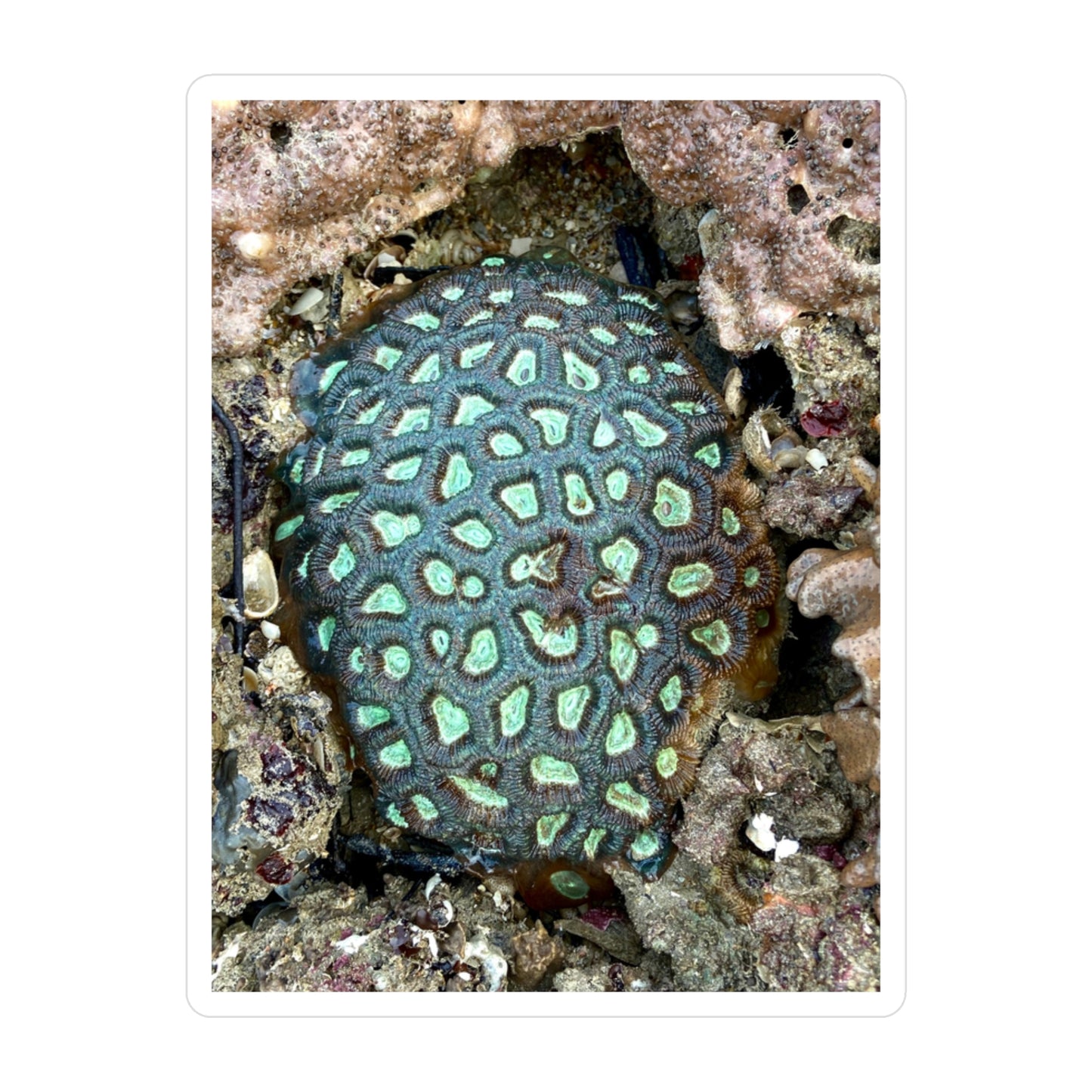 Reef range Kiss-Cut Vinyl Decals