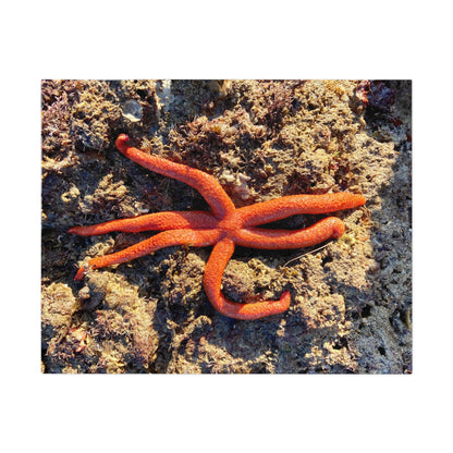 Reef- Jigsaw Puzzle (30, 110, 252, 500,1000-Piece)