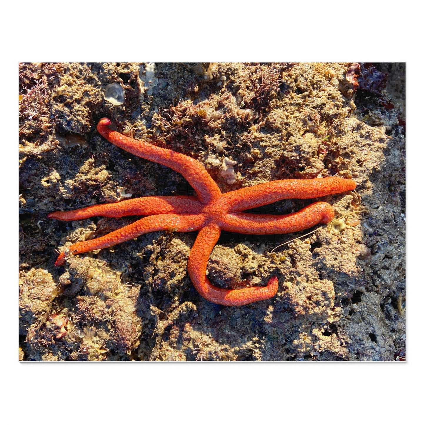 Reef- Jigsaw Puzzle (30, 110, 252, 500,1000-Piece)