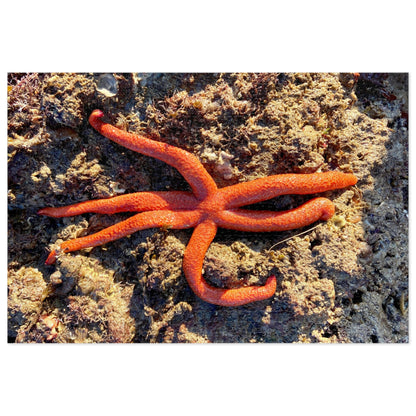 Reef- Jigsaw Puzzle (30, 110, 252, 500,1000-Piece)