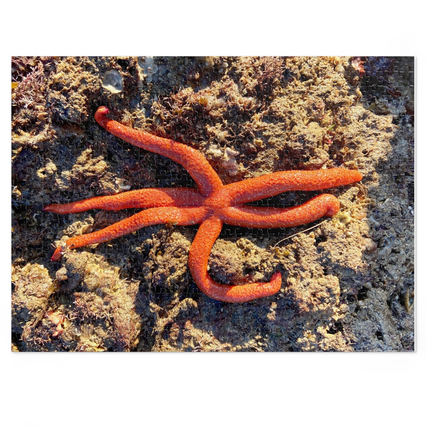 Reef- Jigsaw Puzzle (30, 110, 252, 500,1000-Piece)