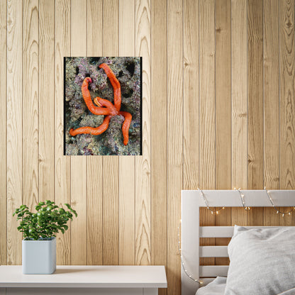 Vibrant Sea Star Unframed Poster | Ocean Wall Art for Nature Lovers