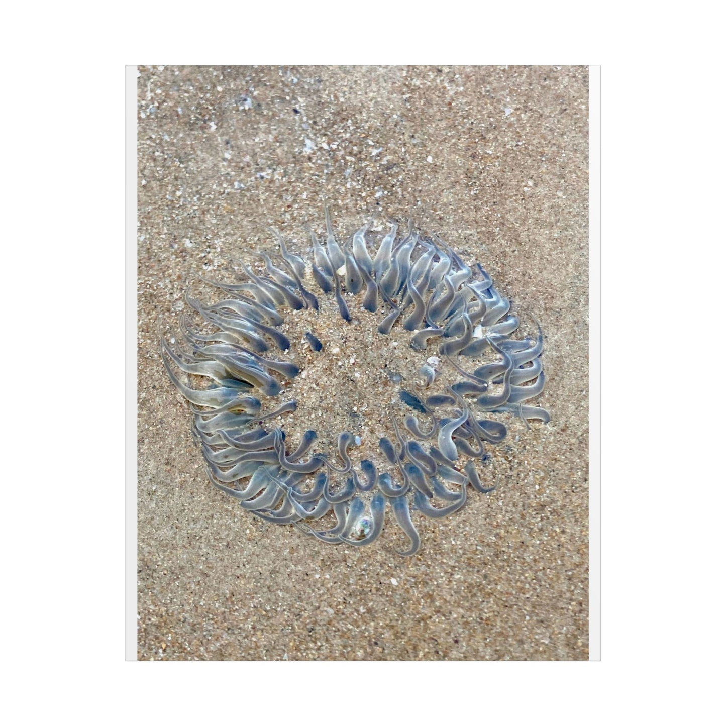 Nature-Inspired Unframed Poster - Ocean Jellyfish Artwork for Home Décor