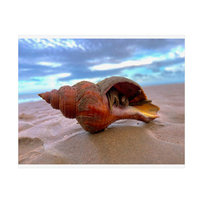 Coastal Shell Unframed Poster - Beach Decor for Ocean Lovers