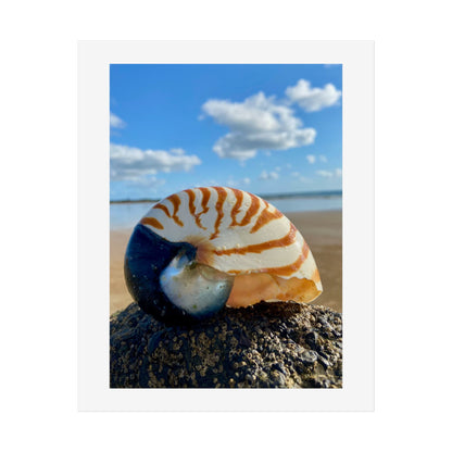 Coastal Nautilus Shell Unframed Poster – Beach Decor for Coastal Lovers